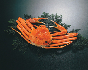 鳥取の人はいつもこれ食べてるのかと思うと嫉妬しかない「鳥取県産松葉がに」が丸の内で味わえるレストランフェア