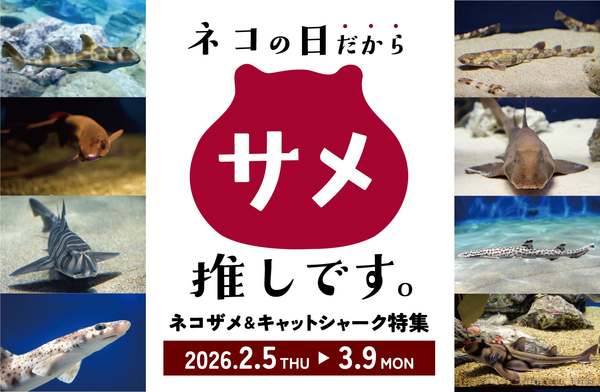 水族館にもネコはいるんだニャー！「ネコ」や「キャット」の名を持つサメを特別展示【東水戸道路 水戸大洗ICから約7km】