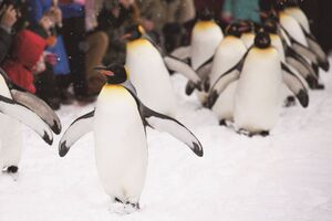 雪の中の動物たちも元気いっぱい！ 冬の旭山動物園ドライブ