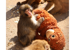 ぬいぐるみが母親代わり、おさるの“パンチ”世界で話題に　千葉・市川市動植物園が声明