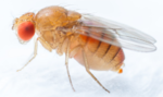 【3/3展示】医薬品の有効性評価や化学物質の毒性評価など、ショウジョウバエを用いたスクリーニングサービスを提供