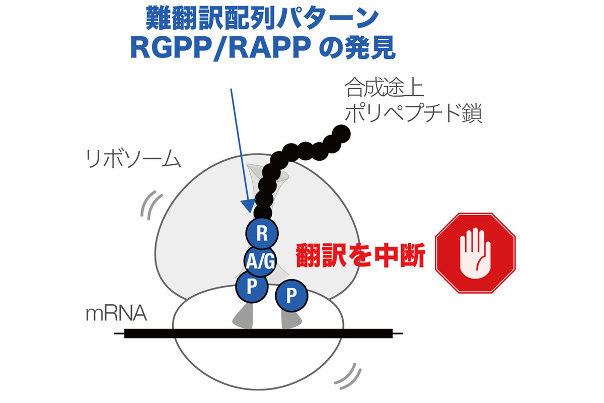 ASCII.jp：バイオものづくりにつながる、合成困難なアミノ酸配列