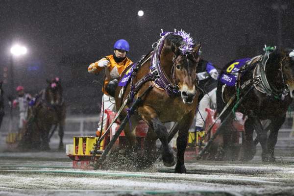 「推し騎手」のサイン色紙をプレゼント!?ばんえい競馬を堪能するならホテル日航ノースランド帯広の限定宿泊プランを利用するしかない【道東自動車道 音更帯広ICから約9km】