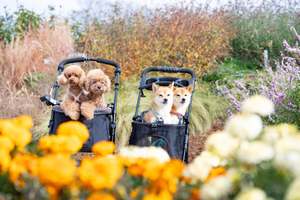 リニューアルした「ぐんまフラワーパークプラス」で飼い主も愛犬も楽しめるドッグイベント開催！【北関東自動車道 波志江PA-波志江スマートICから約12km】