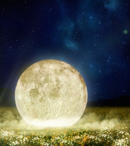 4万人が訪れる「長崎鼻　菜の花フェスタ」が初ライトアップ！月明かりに照らされる菜の花は圧巻の美しさ