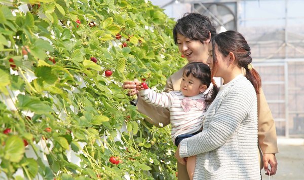 車いすの方も大人も子どももみんなOK！マザー牧場のいちご狩りは自分の楽な高さで狩れる【館山自動車道道 君津PA-君津スマートICから約10km】