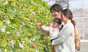車いすの方も大人も子どももみんなOK！マザー牧場のいちご狩りは自分の楽な高さで狩れる【館山自動車道道 君津PA-君津スマートICから約10km】