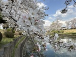 市内原産の桜、思川桜が咲く小山市の桜スポット5選
