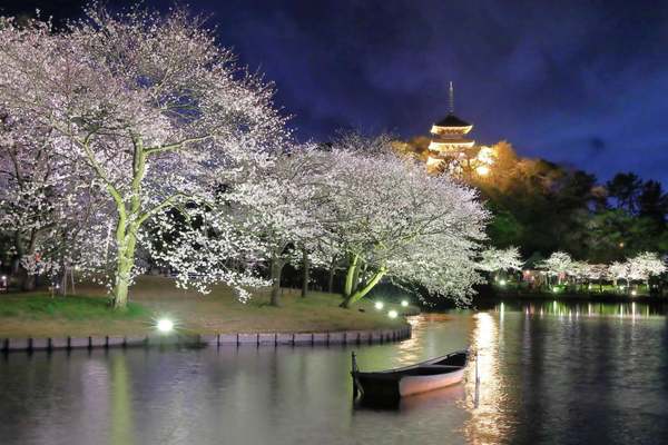 横浜・三溪園で「桜ライトアップ」開催！歴史と自然が織りなす夜の輝き