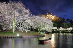 横浜・三溪園で「桜ライトアップ」開催！歴史と自然が織りなす夜の輝き