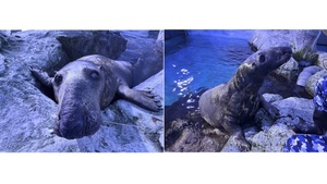 3月22日は「国際アザラシの日」！ シーパラでくらす希少な種類のアザラシに会いに行こう