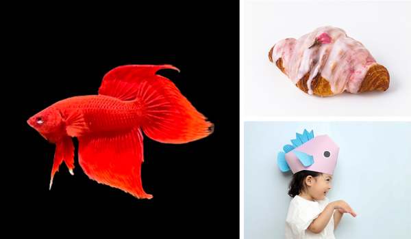 ヒレですか～！ヒレがあればなんでもできる！AOAO SAPPOROでヒレがキレイな魚「ベタ」を見て～！【札樽自動車道 札幌西ICから約8.5km】