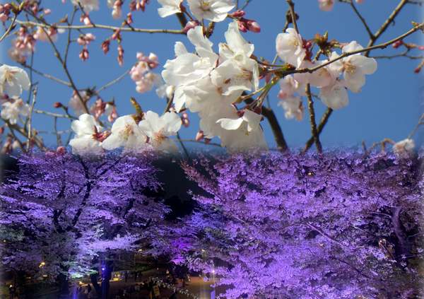 まもなく満開！新宿中央公園なら昼も夜もお花見できちゃう♪