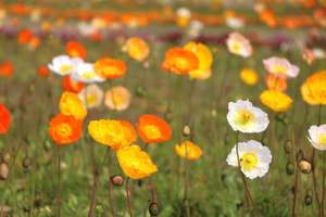 春のフラワーリレーがスタート！第一走者はアイスランドポピー約2万3千本