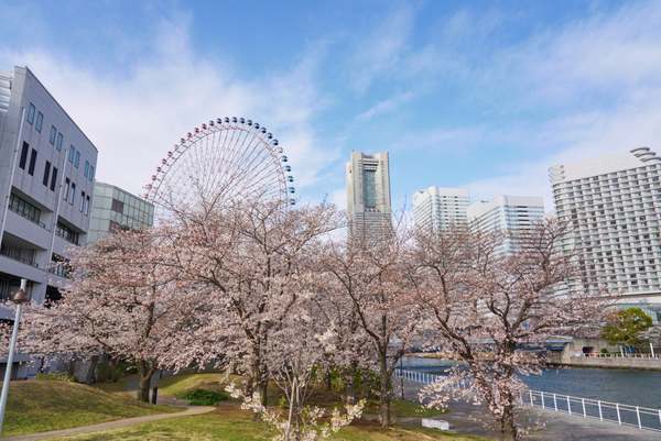 「ガーデンネックレス横浜2026」開幕！桜は3月29日頃満開予想