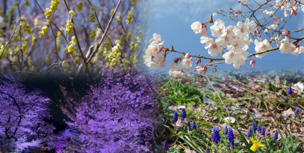 新宿中央公園の春香る花々と桜の木～ライトアップイベント実施中♪～