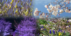 新宿中央公園の春香る花々と桜の木～ライトアップイベント実施中♪～