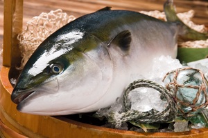 「ハマチがアジを食べる」問題 だから活魚の産直は難しかった
