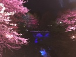 まだ間に合う！ 夜桜ライトアップが美しいみなかみ町でロマンチックなお花見を♪