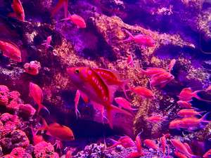 桜の花びらのように舞うサクラダイにお団子にちなんだサクラダンゴウオ！ツウは水族館でお花見だ【仙台東部道路 仙台港ICから約1km】