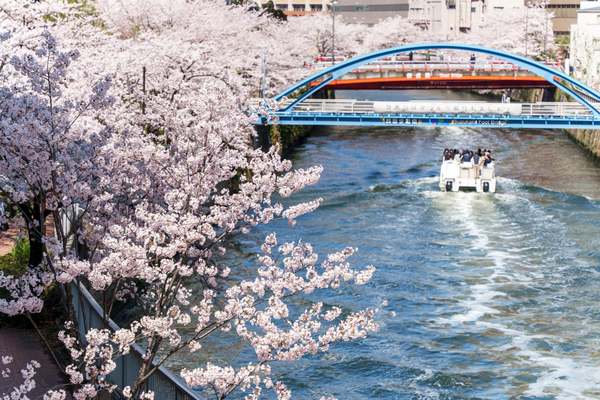 夜はシャンパーニュ片手にライトアップされた桜を楽しむ目黒川お花見クルーズ！