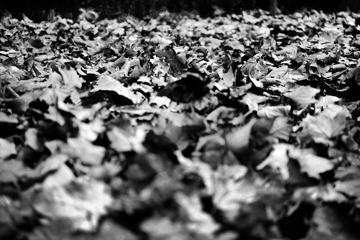 ライカギャラリー東京20周年記念写真展「Timeless Vision」