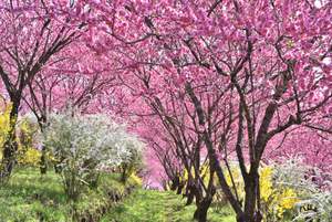 これぞ令和の桃源郷！1,000本の花桃が360度ピンクに染め上げる【関越自動車道 渋川・伊香保ICより車で約14km】