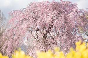 桜を見て摘んで食べて五感で楽しむ「サクラウィーク」【北関東自動車道 波志江スマートICから約12km】