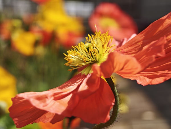 「Leica Leitzphone powered by Xiaomi」実機レビュー