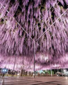『ふじのはな物語～大藤まつり2026～』で幻想的な藤とツツジを楽しもう！【東北自動車道 佐野藤岡ICから約12km】