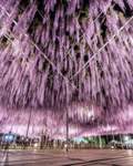 『ふじのはな物語～大藤まつり2026～』で幻想的な藤とツツジを楽しもう！【東北自動車道 佐野藤岡ICから約12km】