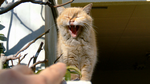 FinePixからXシリーズへ。富士フイルムのコンデジ30年史を「懐かしの猫写真」で振り返る