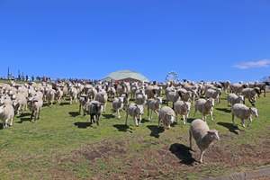 大迫力で大興奮！約200頭の羊が放たれる「ひつじの大放牧」は行っときたい！【館山自動車道道 君津PA-君津スマートICから約10km】