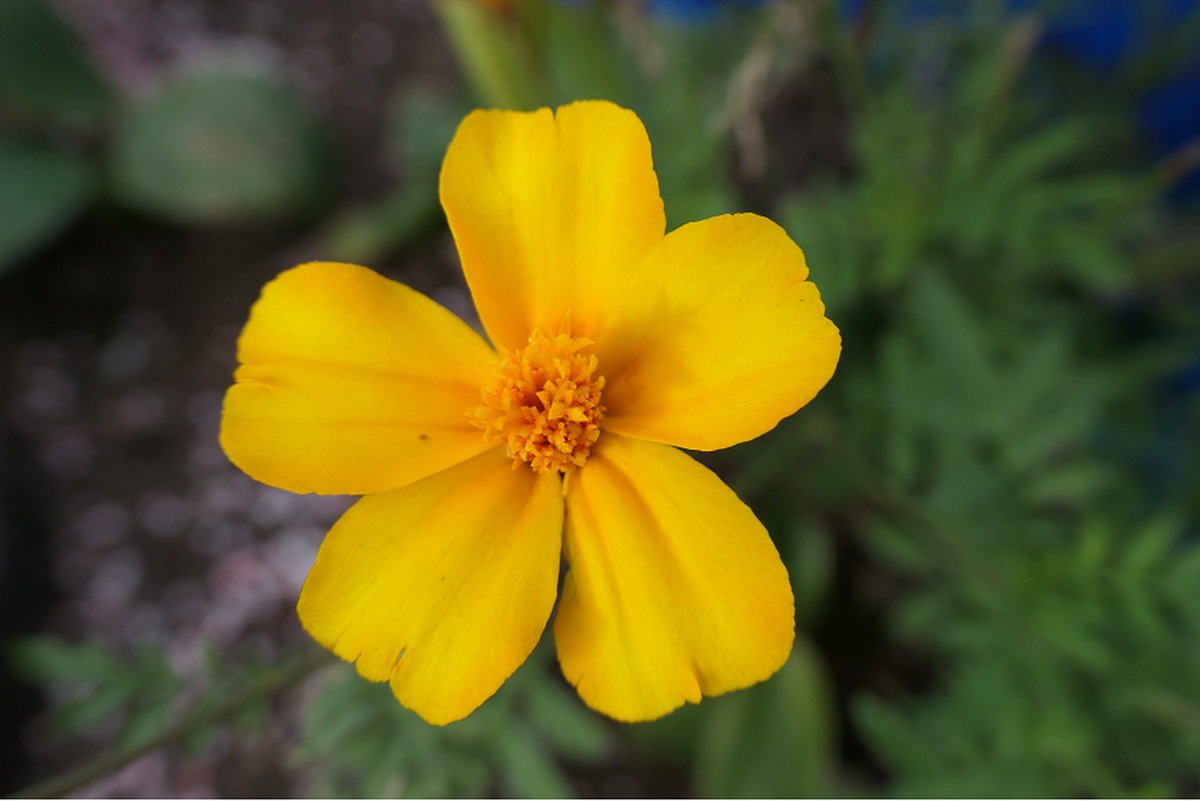 パナソニックが「LUMIX DC-TX3」発表