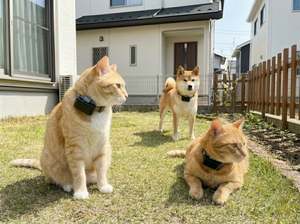 愛犬・愛猫用GPS見守りデバイス「いぬなら / ねこなら」販売開始　スマホアプリで居場所を把握可能