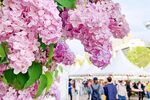 札幌の人、ずるい！　毎年初夏に1,700本の色彩と香りが迎えてくれる「さっぽろライラックまつり」が羨ましすぎ！
