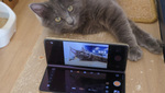 這いつくばらなくてOK！ OPPOの折りたたみスマホ「Find N6」の半開きローアングルが猫撮りに最強な理由
