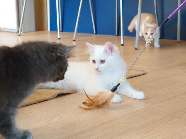 Xperia