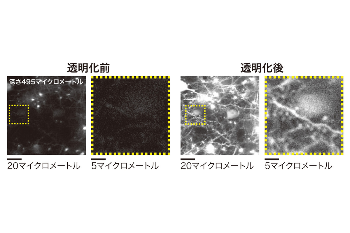 ASCII.jp：生きた哺乳類の生体組織を透明化する試薬を開発