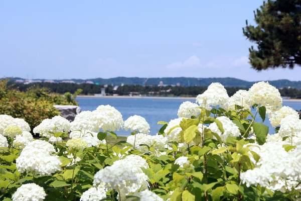 「満開の花×生きもの」は最強！あじさいが咲き誇る八景島シーパラダイスで癒されたい♪