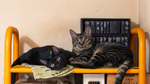 黒猫は赤で撮れ！ α7C IIと最新iPhoneで暴く、性格が真逆すぎる兄弟猫のリアルな日常
