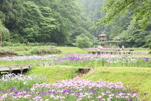 花菖蒲の公園で夜まで待つと何が起こる？