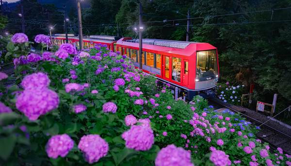 ライトアップされたあじさいを間近で楽しもう！箱根の風物詩「夜のあじさい号」が再び登場