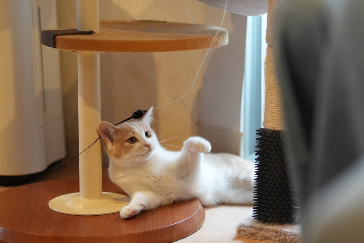 ソニー