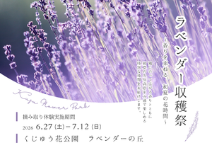 ラベンダーに囲まれながら摘み取り体験は贅沢すぎ！くじゅう花公園で「ラベンダー収穫祭」開催！