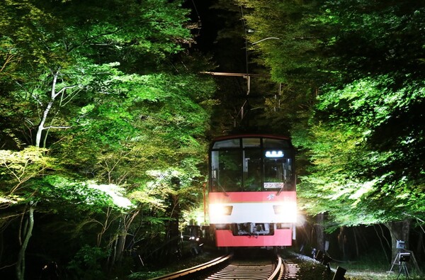 夏に見るもみじもいい感じ♪叡山電鉄の「青もみじのライトアップ」