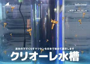 元気もらえそう！横浜・八景島シーパラダイスの「マツケンまみれまみれ島 夏の陣」が気になる