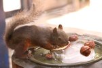 【仙台うみの杜水族館】悶絶級のかわいい展示始まる　かき氷を食べるリスやカワウソ、見たことある？
