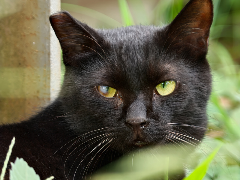 600mm超でヒゲの毛穴まで見えそう!? 望遠番長カメラで撮る「猫のかお