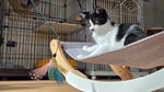 床置きローアングルも膝猫自撮りも自由自在！ 折りたたみスマホが猫撮影に革命を起こしてきた歴史